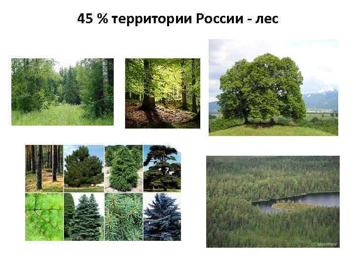 45 % территории России - лес 