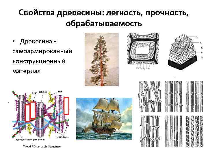 Свойства древесины: легкость, прочность, обрабатываемость • Древесина самоармированный конструкционный материал 