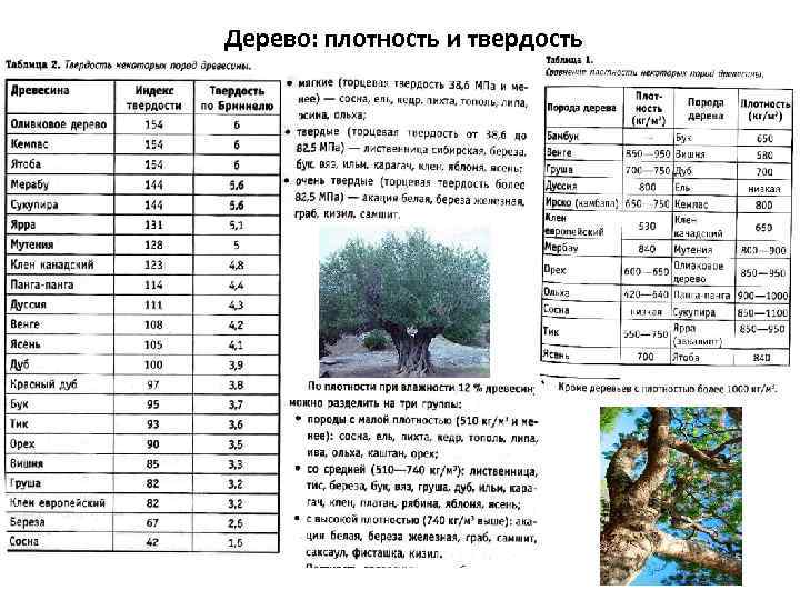 Дерево: плотность и твердость 