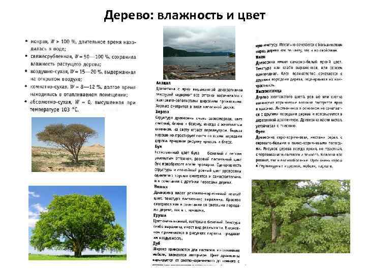 Дерево: влажность и цвет 