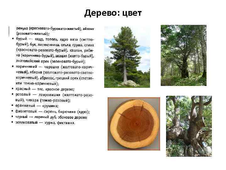 Дерево: цвет 