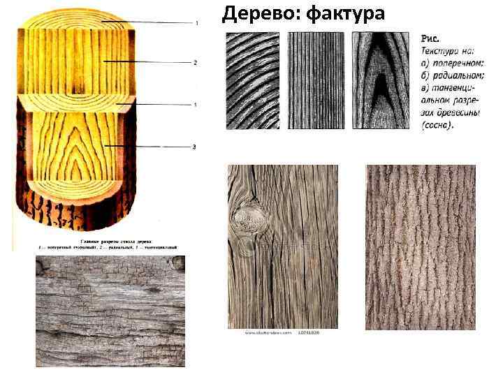 Дерево: фактура 