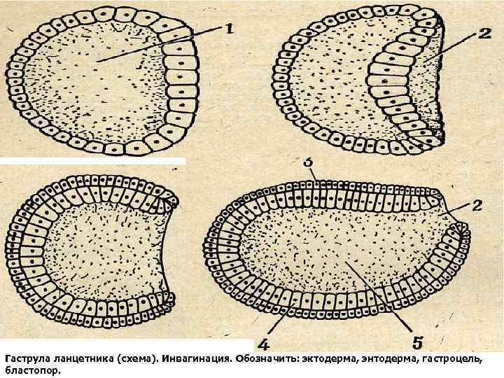 Гаструла ланцетника (схема). Инвагинация. Обозначить: эктодерма, энтодерма, гастроцель, бластопор. 