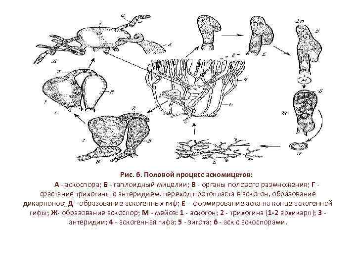 Цикл развития аскомицетов рисунок