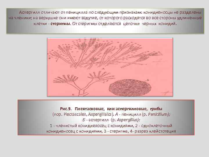 Аспергилл отличают от пеницилла по следующим признакам: конидиеносцы не разделены на членики; на верхушке