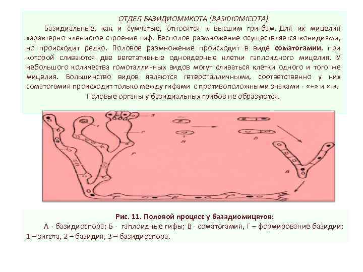 ОТДЕЛ БАЗИДИОМИКОТА (BASIDIOMICOTA) Базидиальные, как и сумчатые, относятся к высшим гри бам. Для их