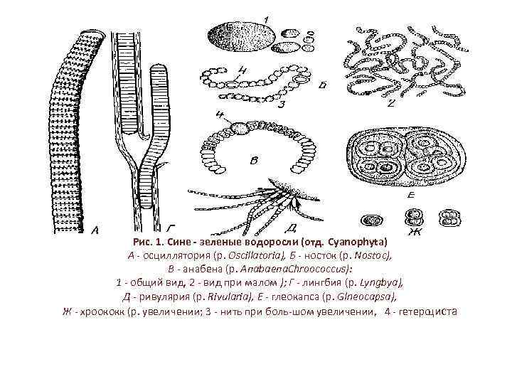 Рис. 1. Сине - зеленые водоросли (отд. Cyanophyta) А осциллятория (p. Oscillatoria), Б носток