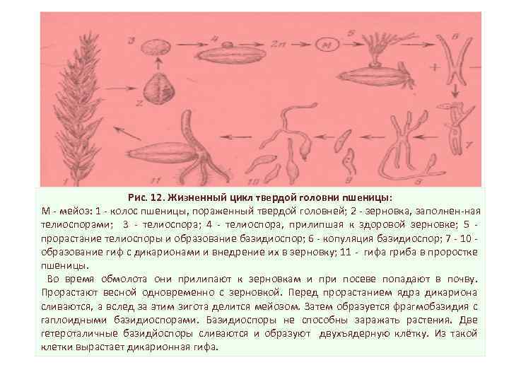 Рис. 12. Жизненный цикл твердой головни пшеницы: М мейоз: 1 колос пшеницы, пораженный твердой