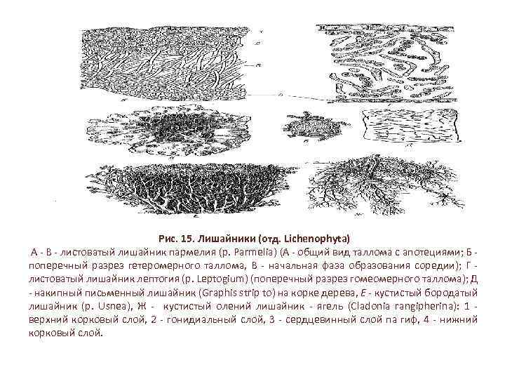 Рис. 15. Лишайники (отд. Lichenophyta) А В листоватый лишайник пармелия (p. Parmelia) (А общий