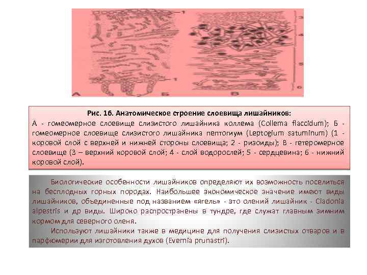 Рис. 16. Анатомическое строение слоевища лишайников: А гомеомерное слоевище слизистого лишайника коллема (Collema flaccidum);