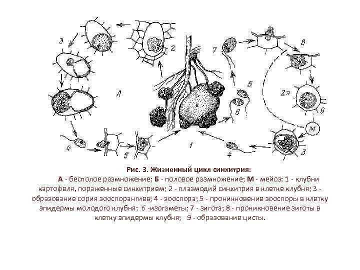 Рис. 3. Жизненный цикл синхитрия: А - бесполое размножение; Б половое размножение; М мейоз: