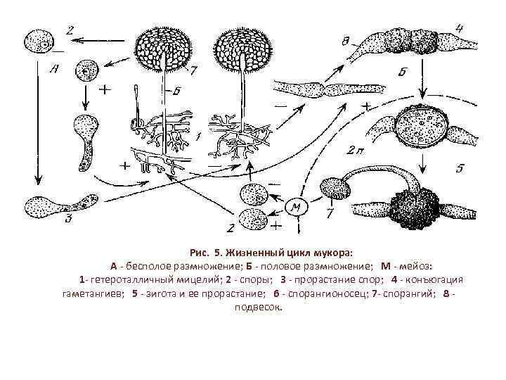 Рис. 5. Жизненный цикл мукора: А бесполое размножение; Б половое размножение; М мейоз: 1