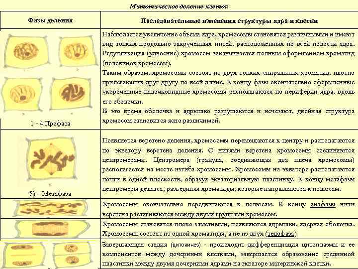 Митотическое деление клеток Фазы деления Последовательные изменения структуры ядра и клетки 1 - 4