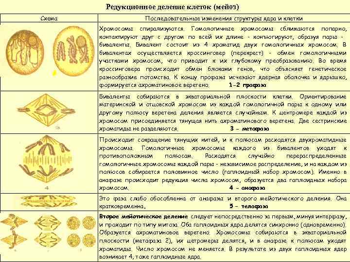 Редукционное деление клеток (мейоз) Схема Последовательные изменения структуры ядра и клетки Хромосомы спирализуются. Гомологичные