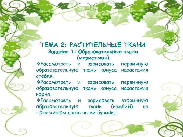 ТЕМА 2: РАСТИТЕЛЬНЫЕ ТКАНИ Задание 1: Образовательные ткани (меристемы) v. Рассмотреть и зарисовать первичную