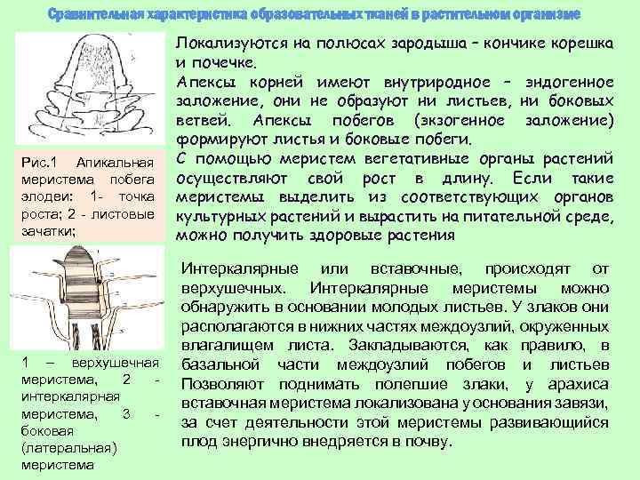 Сравнительная характеристика образовательных тканей в растительном организме Рис. 1 Апикальная меристема побега элодеи: 1