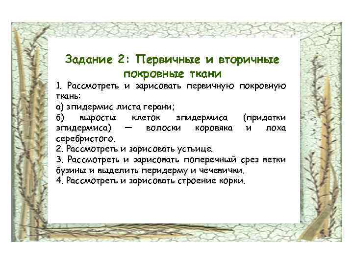 а) эпидермис листа герани; б) выросты клеток эпидермиса (придатки эпидермиса) — волоски коровяка и