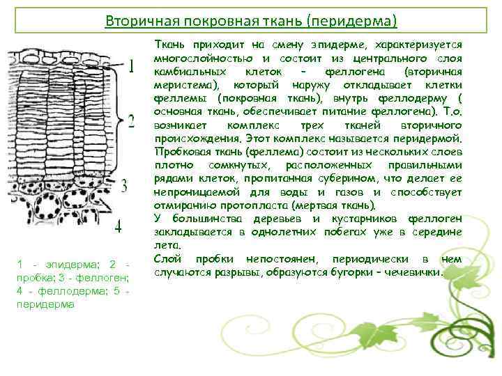 Клетки входящие в состав ткани. Вторичная покровная ткань. Пробка вторичная покровная ткань. Многослойная вторичная покровная ткань:. Вторичная покровная ткань пробка перидерма.