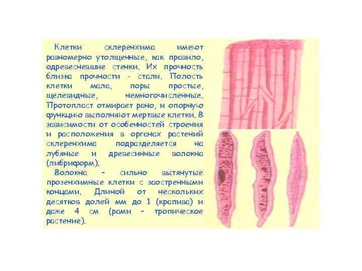 Клетки склеренхима имеют равномерно утолщенные, как правило, одревесневшие стенки. Их прочность близка прочности -