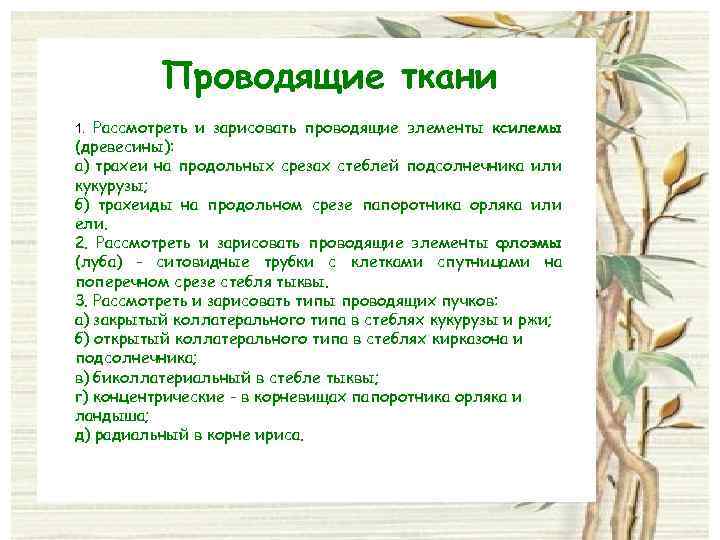 Проводящие ткани 1. Рассмотреть и зарисовать проводящие элементы ксилемы (древесины): а) трахеи на продольных