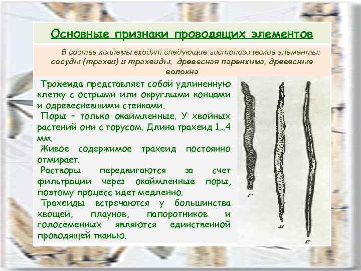 Основные признаки проводящих элементов В состав ксилемы входят следующие гистологические элементы: сосуды (трахеи) и