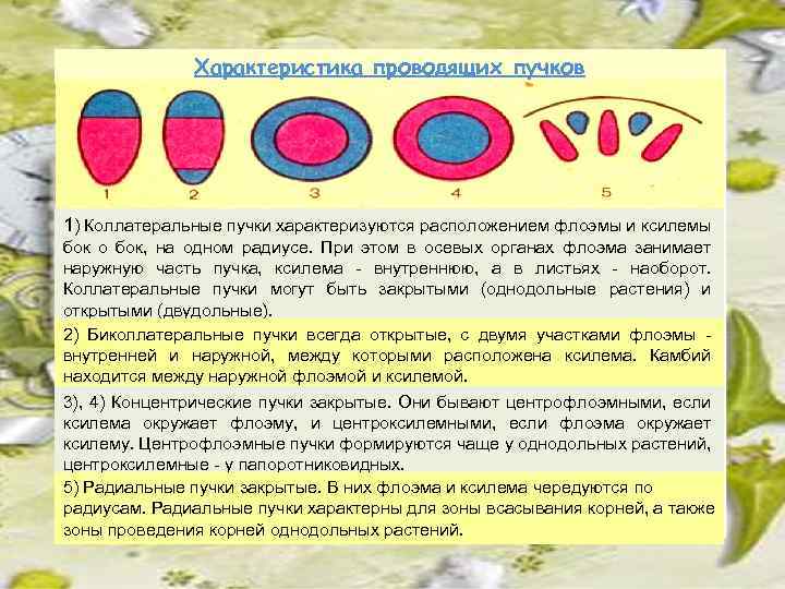 Характеристика проводящих пучков 1) Коллатеральные пучки характеризуются расположением флоэмы и ксилемы бок о бок,
