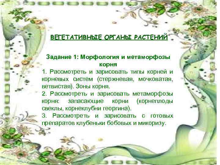 ВЕГЕТАТИВНЫЕ ОРГАНЫ РАСТЕНИЙ Задание 1: Морфология и метаморфозы корня 1. Рассмотреть и зарисовать типы