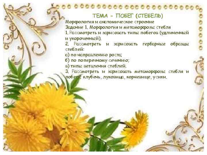 ТЕМА - ПОБЕГ (СТЕБЕЛЬ) Морфология и анатомическое строение Задание 1. Морфология и метаморфозы стебля