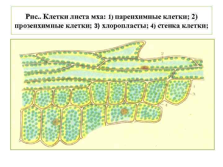 Хромосомный набор клеток листа сфагнума. Клетки листа мха мниума. Паренхимные и прозенхимные клетки листа.