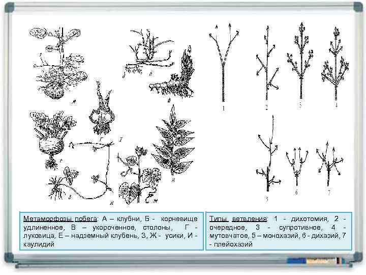 Метаморфозы побега: А – клубни, Б - корневище удлиненное, В – укороченное, столоны, Г