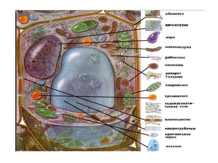 Строение клетки растений под микроскопом