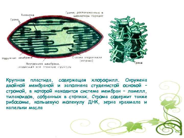 Какие пластиды содержат пигмент хлорофилл