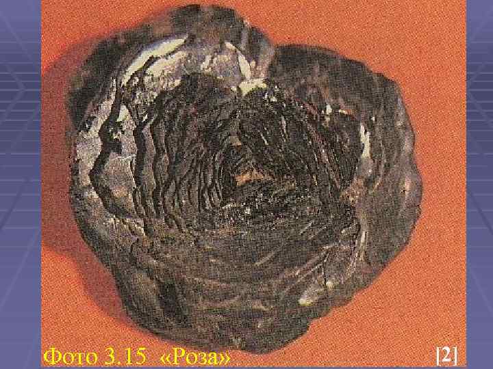 Фото 3. 15 «Роза» [2] 