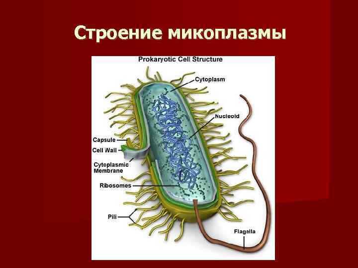 Строение микоплазмы 