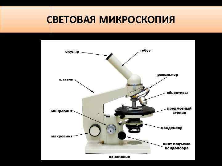 Световой микроскоп можно