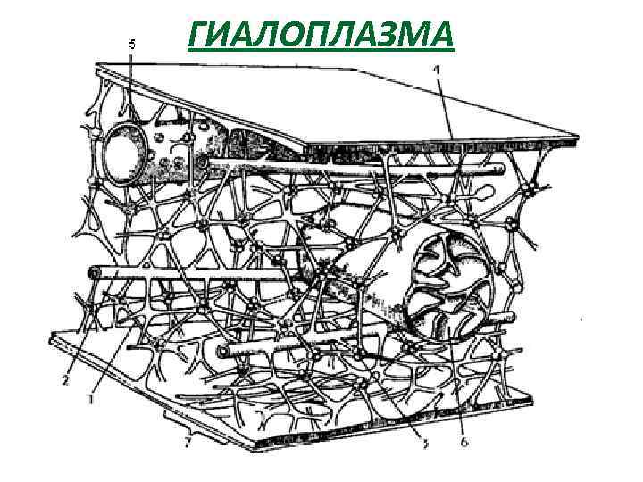 ГИАЛОПЛАЗМА 