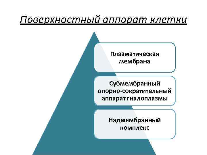 Поверхностный аппарат клетки Плазматическая мембрана Субмембранный опорно-сократительный аппарат гиалоплазмы Надмембранный комплекс 