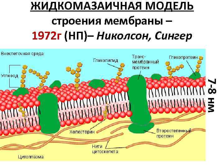 Модель мембраны клетки. Мозаичная модель мембраны 1972. Клеточная мембрана Зингера Николсона. Модель строения клеточной мембраны.