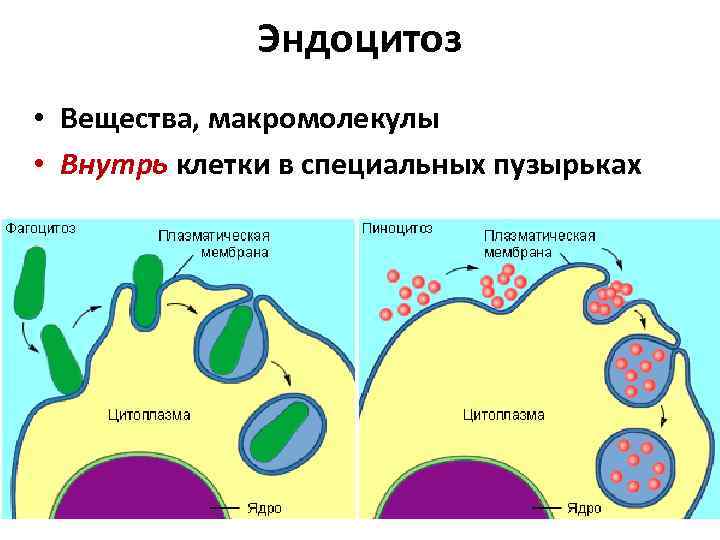 Эндоцитоз • Вещества, макромолекулы • Внутрь клетки в специальных пузырьках 