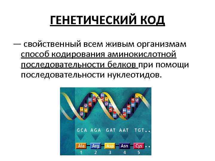 ГЕНЕТИЧЕСКИЙ КОД — свойственный всем живым организмам способ кодирования аминокислотной последовательности белков при помощи