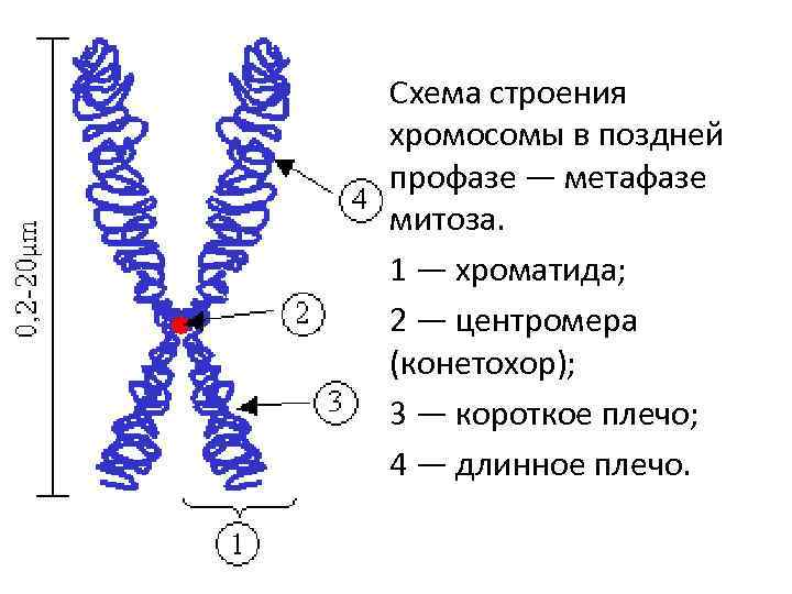  • Схема строения хромосомы в поздней профазе — метафазе митоза. • 1 —
