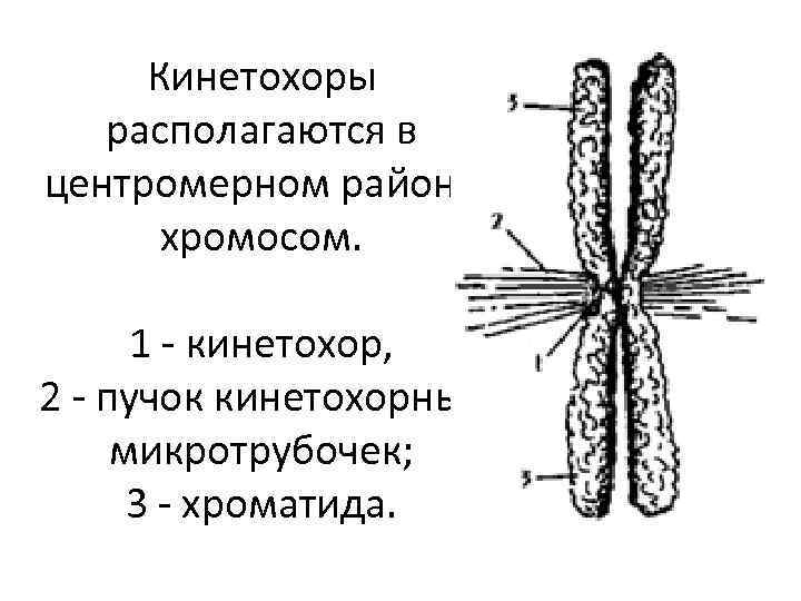 Кинетохоры располагаются в центромерном районе хромосом. 1 - кинетохор, 2 - пучок кинетохорных микротрубочек;