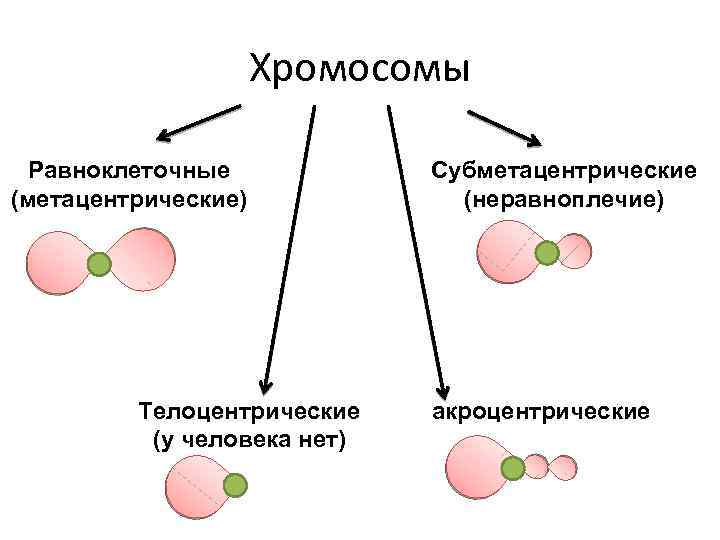 Хромосомы Равноклеточные (метацентрические) Телоцентрические (у человека нет) Субметацентрические (неравноплечие) акроцентрические 