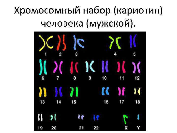 Хромосомный набор (кариотип) человека (мужской). 
