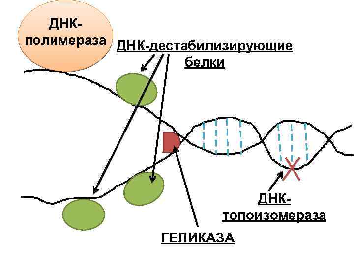 ДНКполимераза ДНК-дестабилизирующие белки ДНКтопоизомераза ГЕЛИКАЗА 