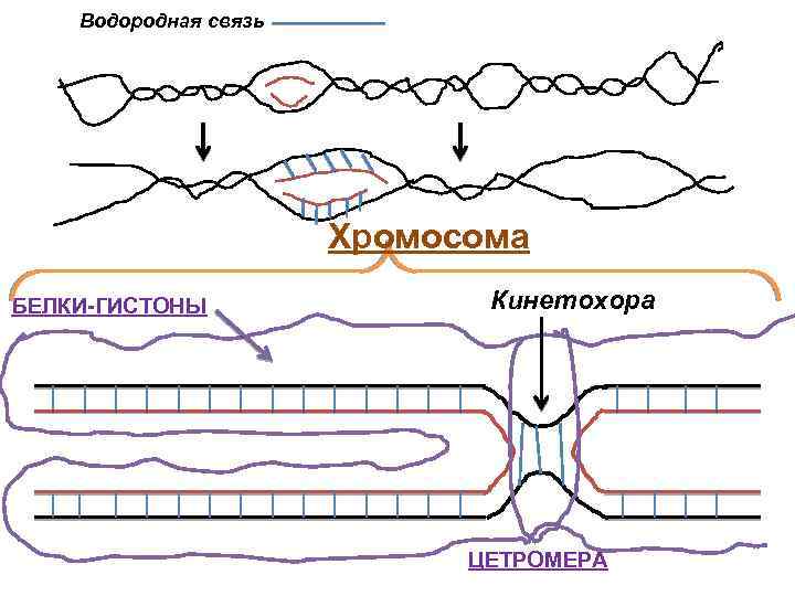 Водородная связь Хромосома БЕЛКИ-ГИСТОНЫ Кинетохора ЦЕТРОМЕРА 