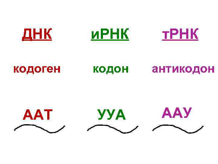 ДНК и. РНК т. РНК кодоген кодон антикодон ААТ УУА ААУ 