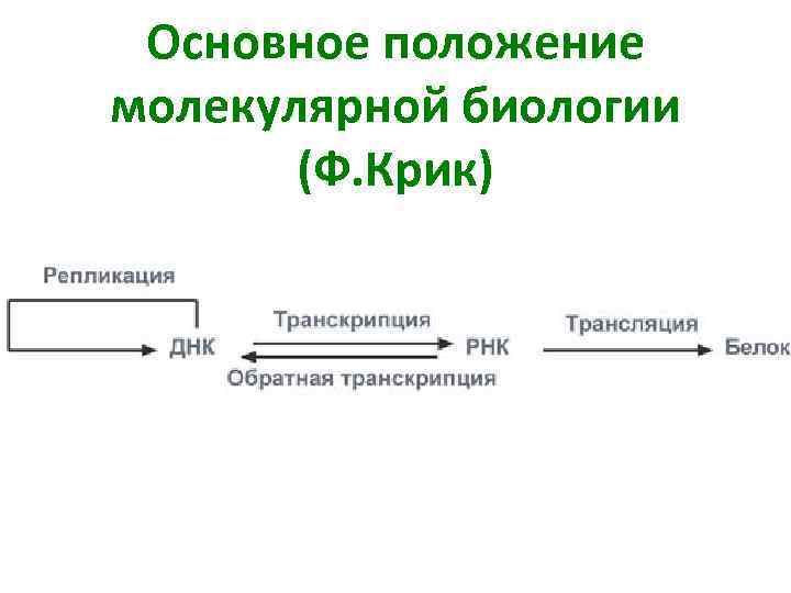 Основное положение молекулярной биологии (Ф. Крик) 