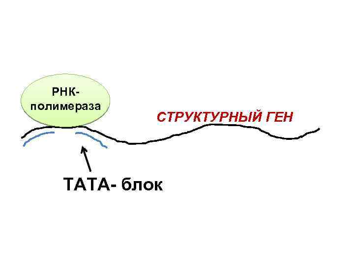 РНКполимераза СТРУКТУРНЫЙ ГЕН ТАТА- блок 