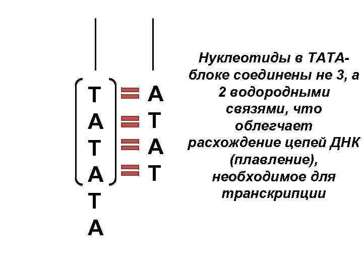 Матричная цепь днк 3 5